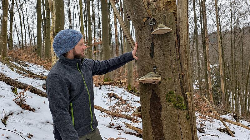 Simon St&ouml;lzel, kommissarischer Abteilungsleiter Forsten beim Amt f&uuml;r Ern&auml;hrung, Landwirtschaft und Forsten, zeigt eine im Naturwaldreservat h&auml;ufig auftretende Erscheinung: Pilze, die auf Totholz wachsen.