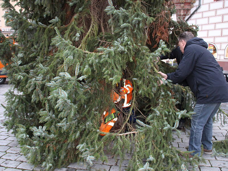 Der Coburger Weihnachtsbaum 2023 ist da