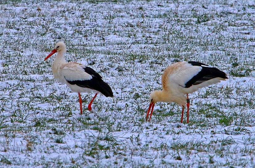 Hier lässt sich noch das eine oder andere fressbare Tierchen finden. Bei geschlossener Schneedecke und gefrorenen Weihern sieht das schon anders aus, sagt der Höchstadter Storchenvater Edmund Lenz.