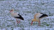 Hier lässt sich noch das eine oder andere fressbare Tierchen finden. Bei geschlossener Schneedecke und gefrorenen Weihern sieht das schon anders aus, sagt der Höchstadter Storchenvater Edmund Lenz.