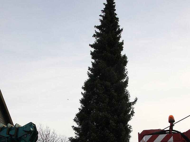 Coburg f&auml;llt seinen WeihnachtsbaumCoburg f&auml;llt seinen Weihnachtsbaum