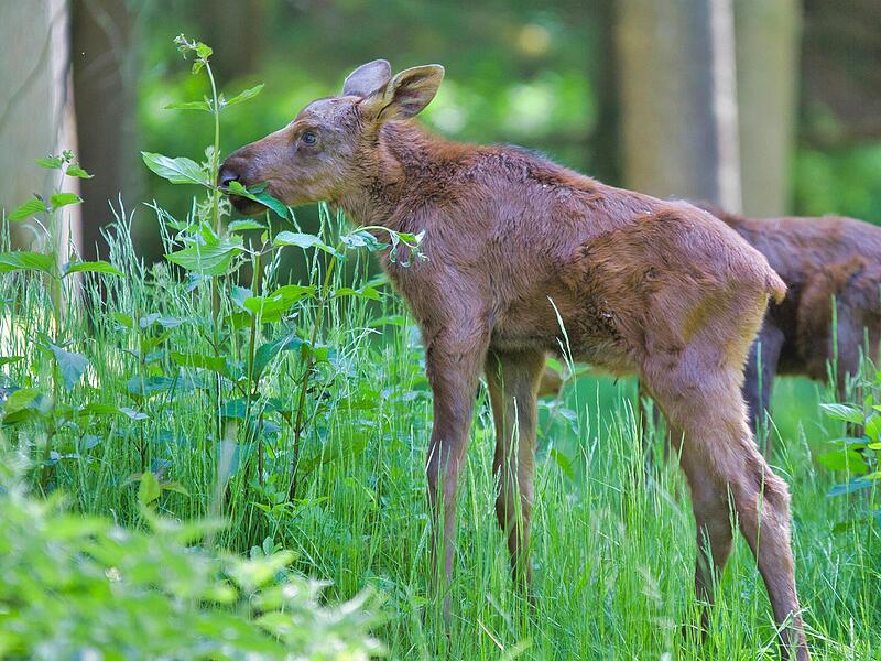Wenn die beiden die Geschlechtsreife erlangt haben, werden sie in einen anderen Wildpark oder Zoo umziehen.Forchheim & Fr&auml;nkische Schweiz