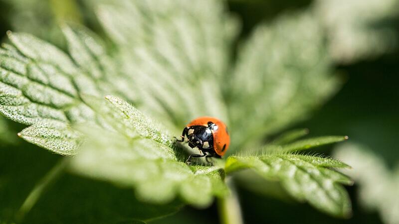 Marienkäfer sitzt auf einem Blatt