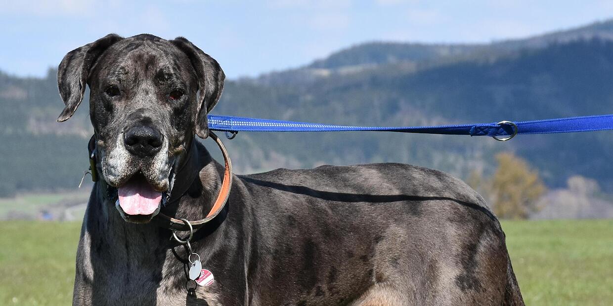 Im Tierheim Kronach wartet Dogge Greta auf ein neues Zuhause.
