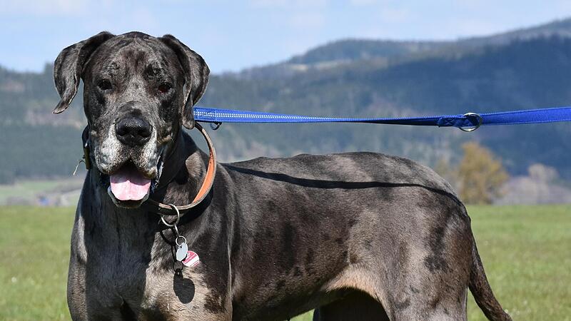 Greta ist kein Hund f&uuml;r jedermann.