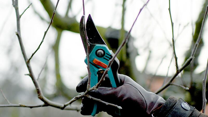 Obstbaumschnitt im Winter