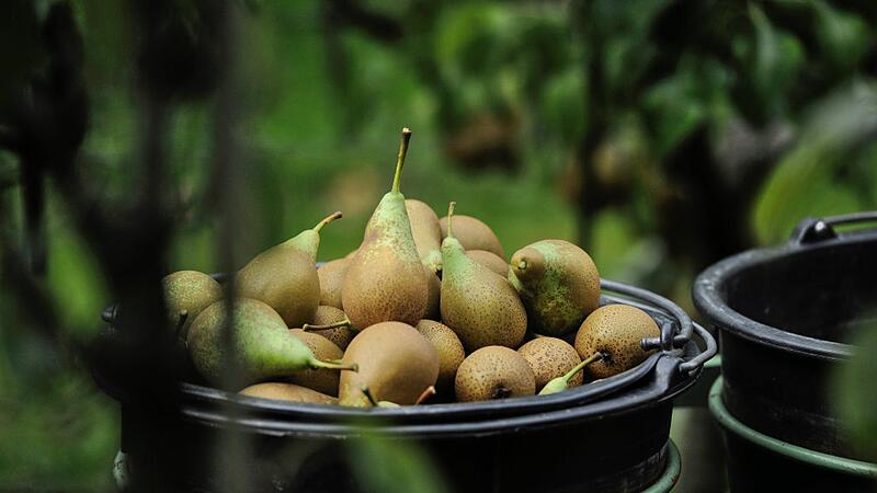 Birnen der Sorte Conference.