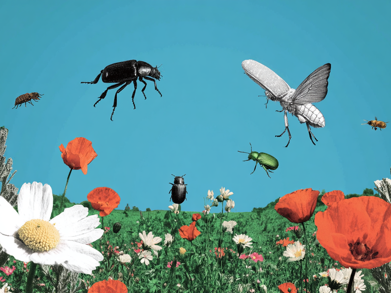 danmain9710_insects_are_seen_close_up_in_a_meadow_--ar_32_--p_b98a11e6-8399-420b-8779-96457c80b4d9_3.png danmain9710_insects_are_seen_close_up_in_a_meadow_--ar_32_--p_b98a11e6-8399-420b-8779-96457c80b4d9_3.png