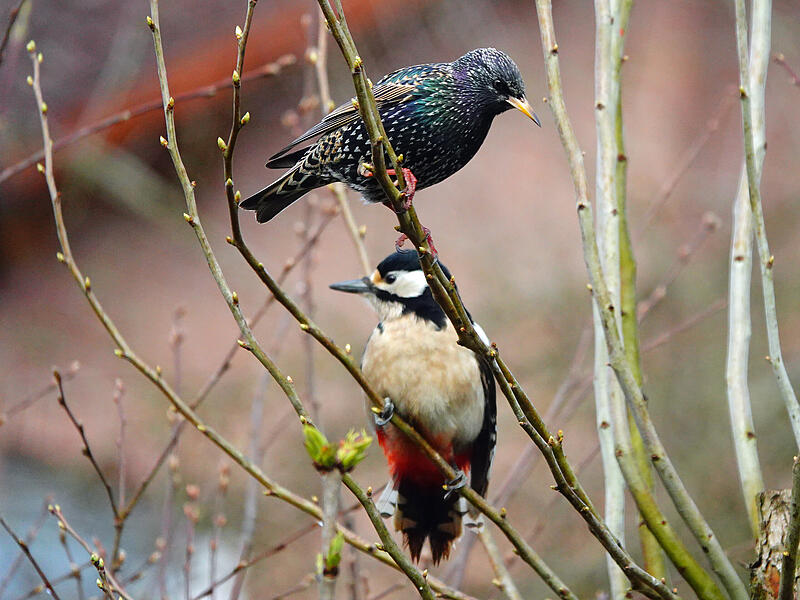 Eine zuf&auml;llige Begegnung zwischen einem Buntspecht-Weibchen und einem Star hat Kurt Metz f&uuml;r uns eingefangen.