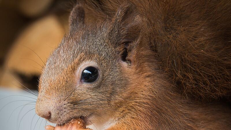 Eichhörnchen Eichhörnchen