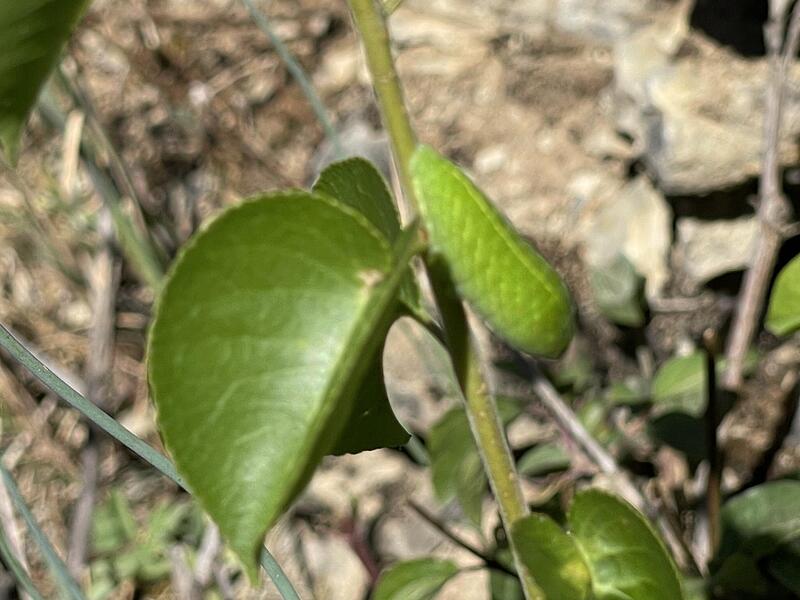 Raupe des Segelfalters (Iphiclides podalirius).