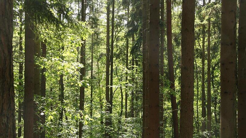 In vielen Mischwäldern ist der Anteil an Nadelhölzern hoch wie auf diesem Symbolbild. Im Stiftungswald bei Kupferberg sollen die Fichtenbestände weiter reduziert werden.
