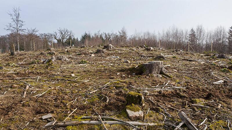 Der deutsche Wald leidet &ndash; die Politik will mit gezielten Ma&szlig;nahmen entgegenwirken.