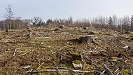 Der deutsche Wald leidet – die Politik will mit gezielten Maßnahmen entgegenwirken. Der deutsche Wald leidet – die Politik will mit gezielten Maßnahmen entgegenwirken.