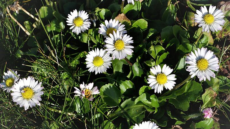 Gänseblümchen sind nicht nur eine Zierde im Rasen. 