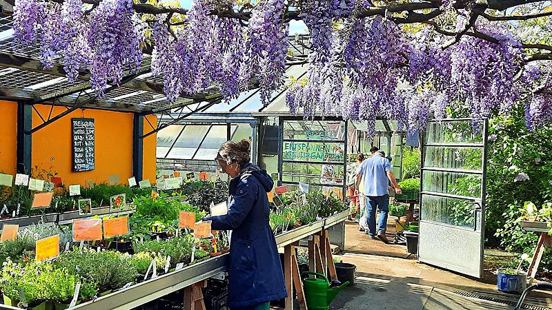 Tag der offenen G&auml;rtnereien Bamberg lockt Tausende