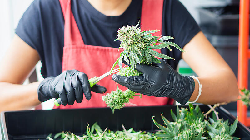 Cannabis-Pflanze G&auml;rtnern