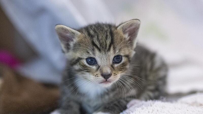 Die Katze der Ex war der Grund dafür, dass ein Kulmbacher nun vor Gericht landete. Die Katze der Ex war der Grund dafür, dass ein Kulmbacher nun vor Gericht landete.