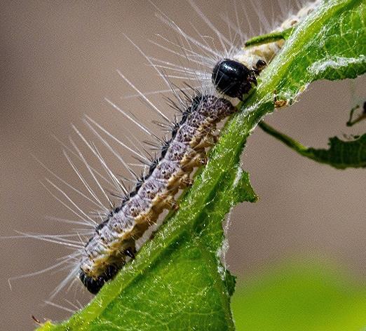 Die Raupe eines Eichenprozessionsspinner auf einem Ast. Die Brennhaare der Raupe k&ouml;nnen beim Menschen eine Raupendermatitis ausl&ouml;sen.