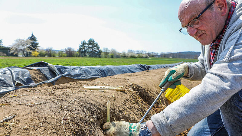 Einzelkämpfer auf weiter Flur: Spargelbauer Hans Ott aus Hirschaid bei der Ernte