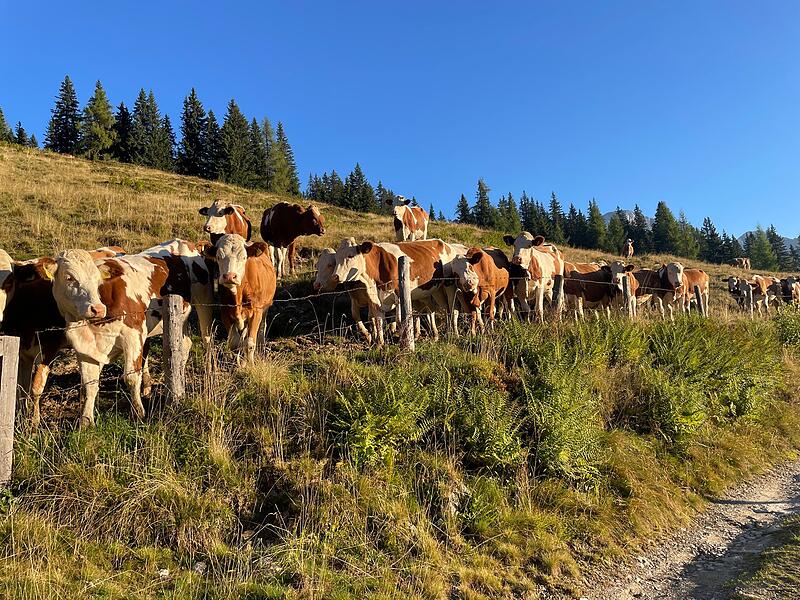 Faszination Berge: So sch&ouml;n ist es auf der Klingelbergalm M&uuml;hlbach