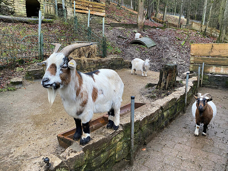 Bei der Bescherung im Wildpark Hundshaupten bekamen die Tiere von Kindern gebastelte Futtergeschenke.
