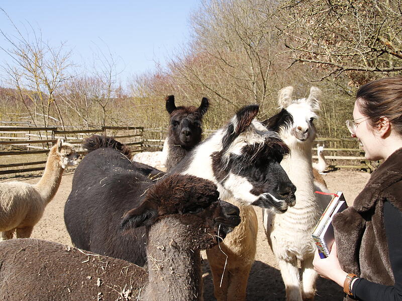 Die Alpakas und Lamas der der Orenda Ranch begrüßen Riccarda RascherAlpakawanderung Reichenbach Die Alpakas und Lamas der der Orenda Ranch begrüßen Riccarda Rascher