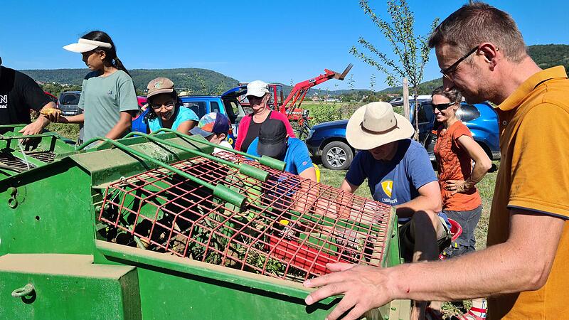 Bei der Solawi Ebermannstadt werden in Pretzfeld auch Kartoffeln geerntet - wie hier 2023.Forchheim & Fr&auml;nkische Schweiz