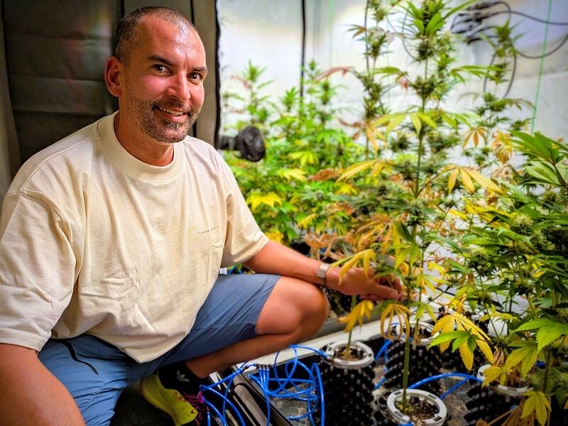 Rund 70 Zentieter hoch sind mache Pflanzen von der Anbauvereinigung &bdquo;franken.cannabis e. V.&ldquo;. &bdquo;Viele h&auml;tten nicht gedacht, dass wir so weit kommen, ernten und ausgeben d&uuml;rfen&ldquo;, sagt Vorsitzender Dr. Martin Pley.