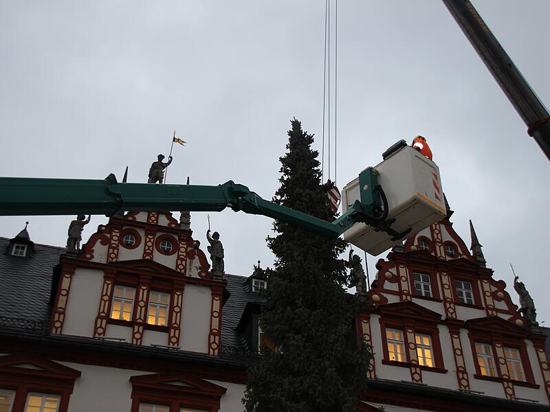 Der Coburger Weihnachtsbaum 2023 ist da