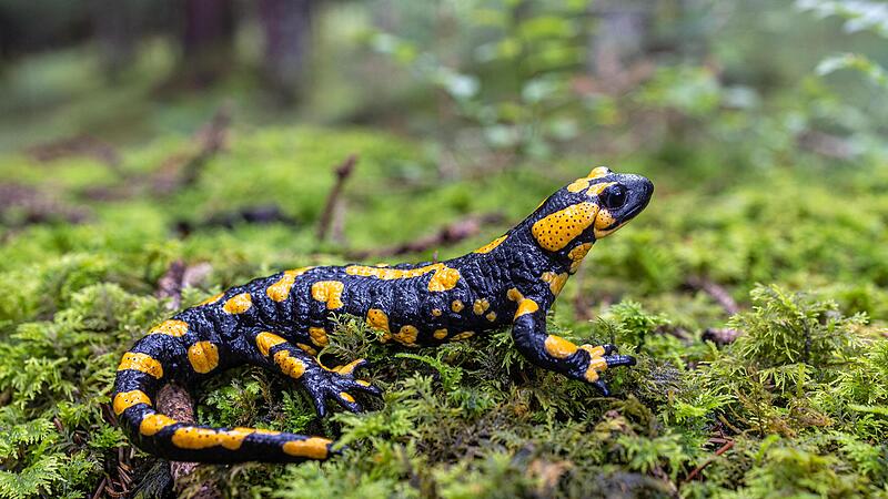 Der Feuersalamander ist auf seinen Wanderungen durch den Stra&szlig;enverkehr gef&auml;hrdet.Forchheim & Fr&auml;nkische Schweiz
