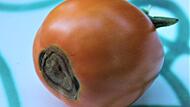 Die Blütenendfäule bildet ein abgestorbenes Gewebe an der Spitze der Tomaten.