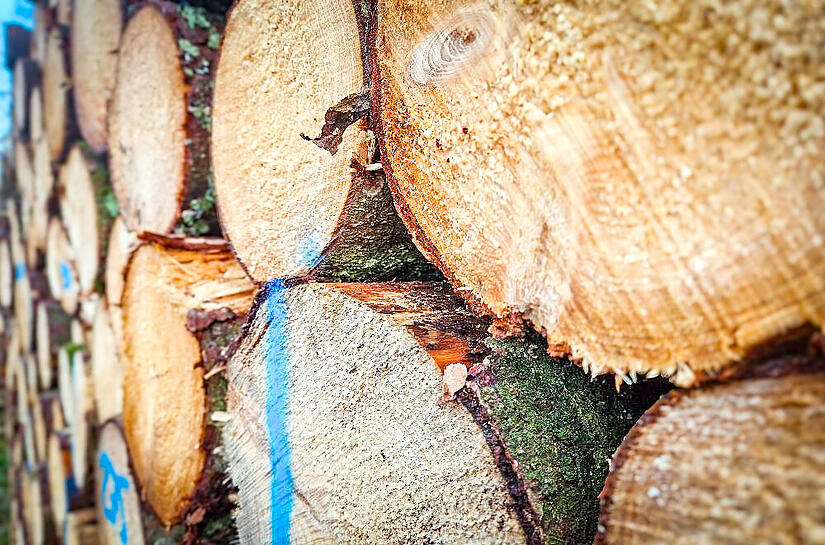 Die WBV Rennsteig ist durch die Pleite eines Holzvermarkters in Finanznot geraten.