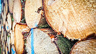 Die WBV Rennsteig ist durch die Pleite eines Holzvermarkters in Finanznot geraten.