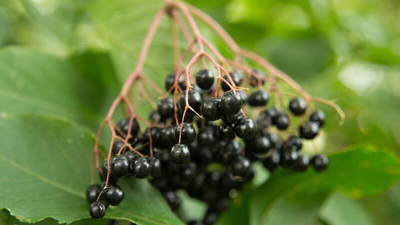 Schwarze Holunderbeeren