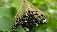 Schwarze Holunderbeeren Schwarze Holunderbeeren