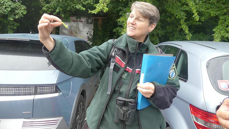 Heike Grumann erl&auml;utert, was eine Eichengalle ist.