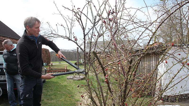 Kreisfachberater Michael Stromer legt selbst Hand an und entfernt alte und vertrocknete Triebe aus einer Wildrose.