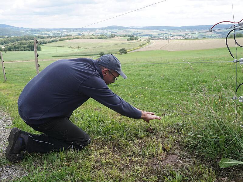 Landwirt Roland Wehner demonstriert wie ein Wolf sich an eine Herde anschleicht und am Herdenschutzzaun auf ein elektrisch geladenes Hindernis stößt. Landwirt Roland Wehner demonstriert wie ein Wolf sich an eine Herde anschleicht und am Herdenschutzzaun auf ein elektrisch geladenes Hindernis stößt.