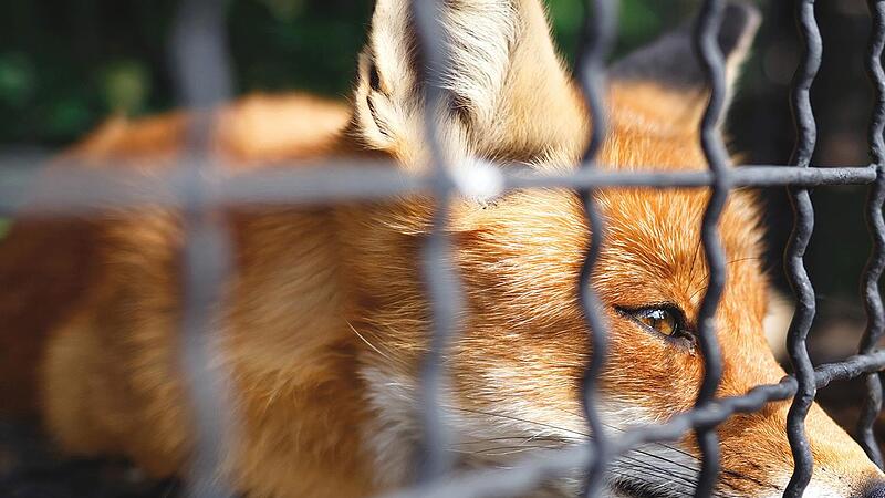 Gefangener ohne Anklage: So sehen Tierschützer den Fuchs in einer Schliefanlage, wo er als Jagdobjekt zur Hundeausbildung dient. Was die Vorkommnisse in Kasendorf angeht, reden Tierschützer von „Märchenstunde“.