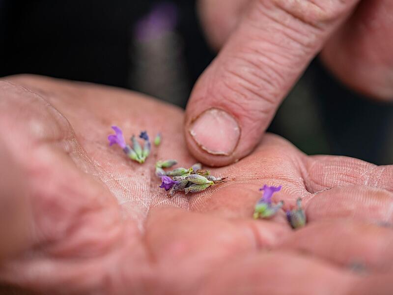 Farbe, Duft und Bl&uuml;tenstand sind entscheidend f&uuml;r die Qualit&auml;t der Bl&uuml;ten.Forchheim & Fr&auml;nkische Schweiz