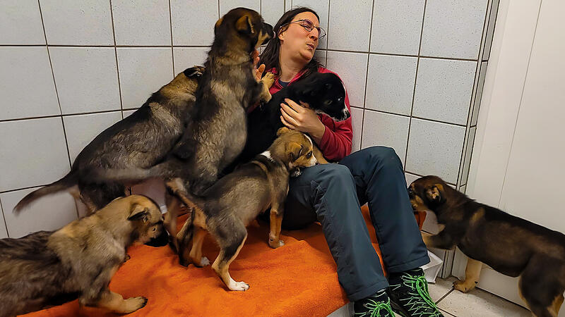 Welpenwelle im Tierheim Welpenwelle im Tierheim