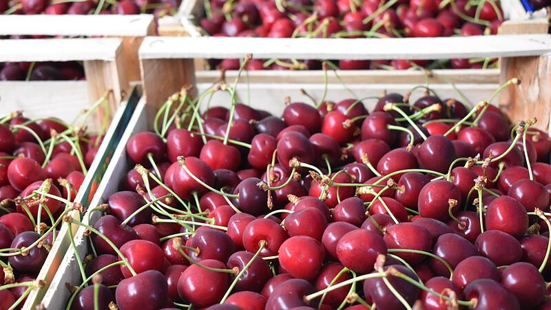 Das rote Gold hat die Fr&auml;nkische Schweiz nachhaltig ver&auml;ndert.Forchheim & Fr&auml;nkische Schweiz