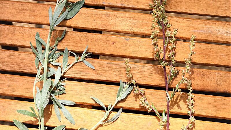 Wermut und Beifuß Wermut und Beifuß