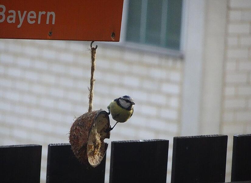 V&ouml;gel f&uuml;ttern