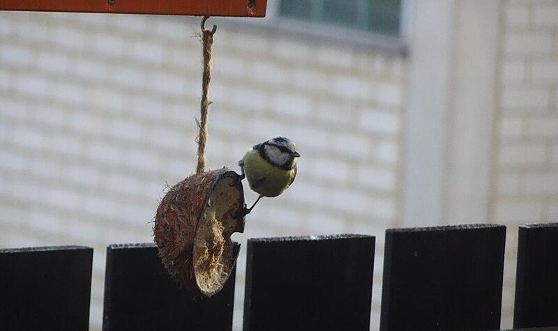 Vögel füttern Vögel füttern
