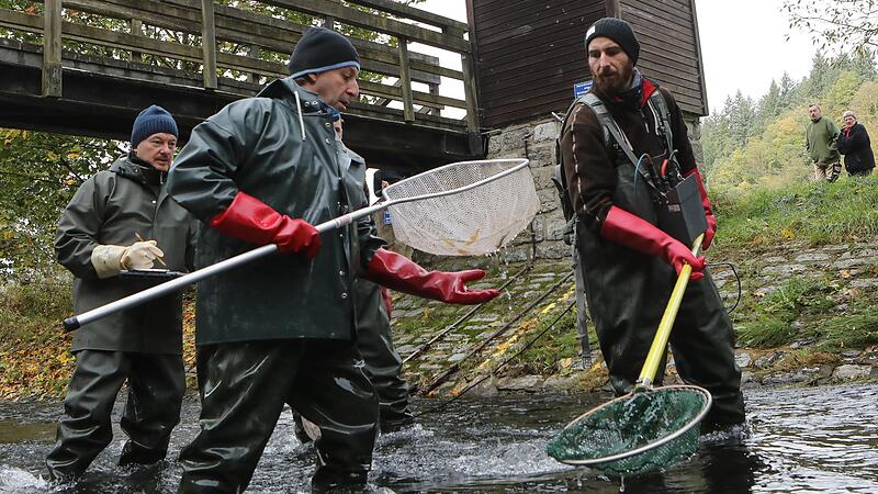 Wie entwickeln sich Fauna und Flora in der vergifteten Rodach? Von Anfang an wurden Proben entnommen und der Zustand des Gewässers geprüft. Wie entwickeln sich Fauna und Flora in der vergifteten Rodach? Von Anfang an wurden Proben entnommen und der Zustand des Gewässers geprüft.