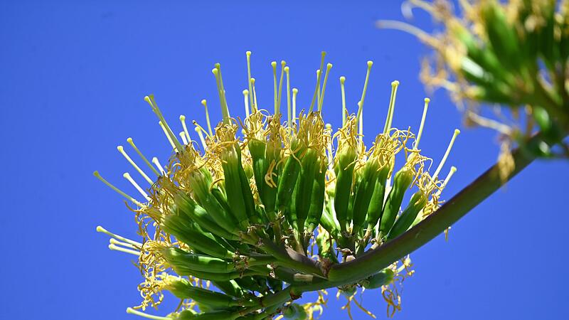 Schlossgarten Nymphenburg - blühende Agave Schlossgarten Nymphenburg - blühende Agave