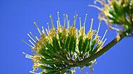 Schlossgarten Nymphenburg - bl&uuml;hende Agave