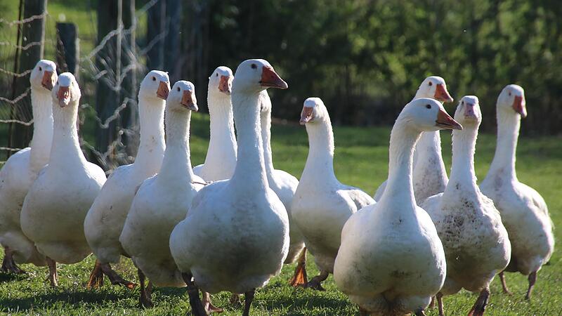 Ob sie Weihnachten &uuml;berleben, diese G&auml;nse auf dem Gefl&uuml;gelhof Nitter in Buch am Forst?